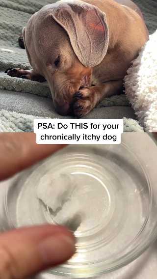 Save Your Dog From Allergy-Induced Havoc 🐾🔥