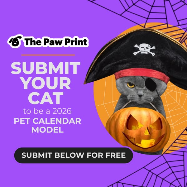 Submit YOUR KITTY! 📸 🐱