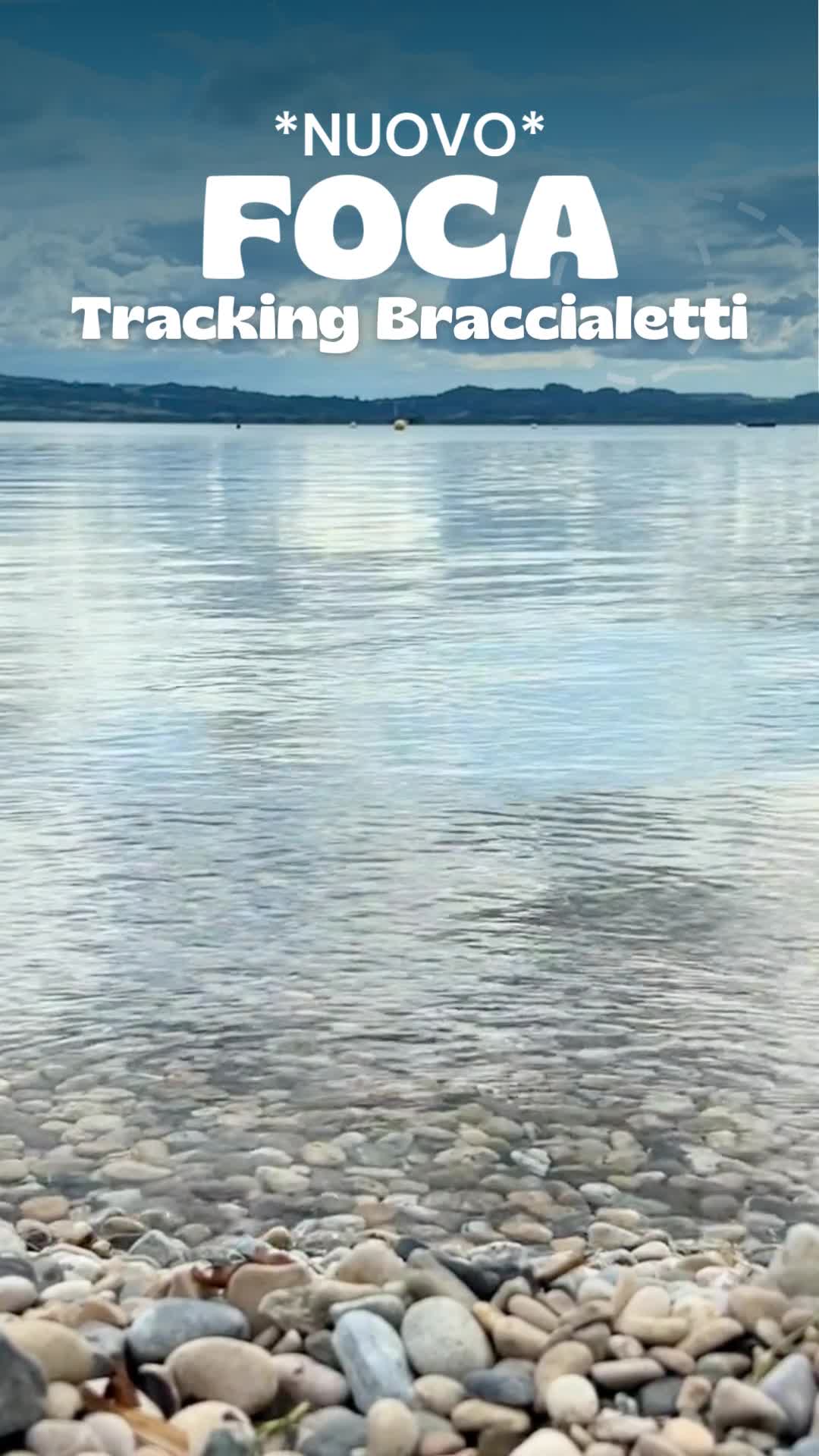 Sigue el viaje de una foca real por el océano 🌊