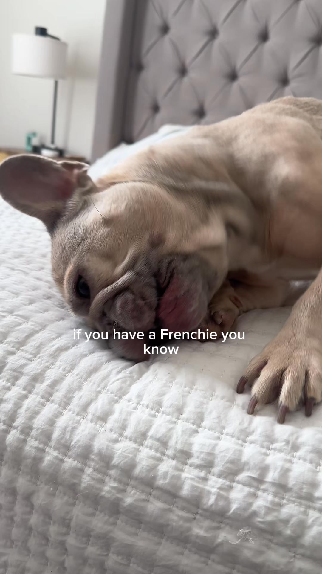 Daily Dog Multivitamin, Real Results