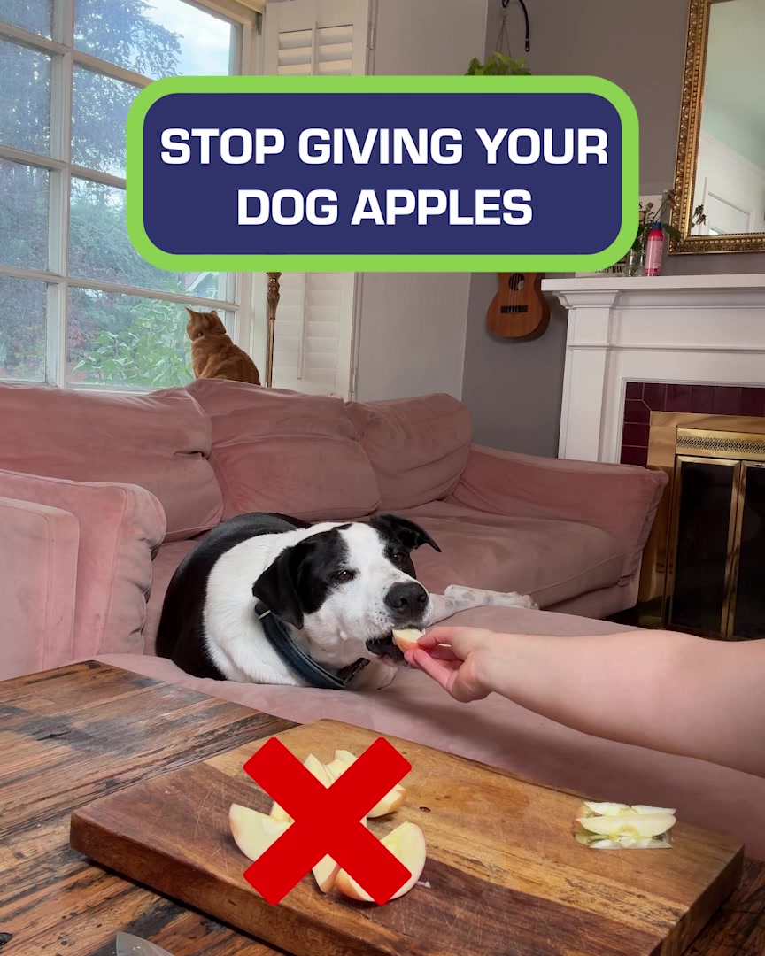 Truth About Apples for Dogs