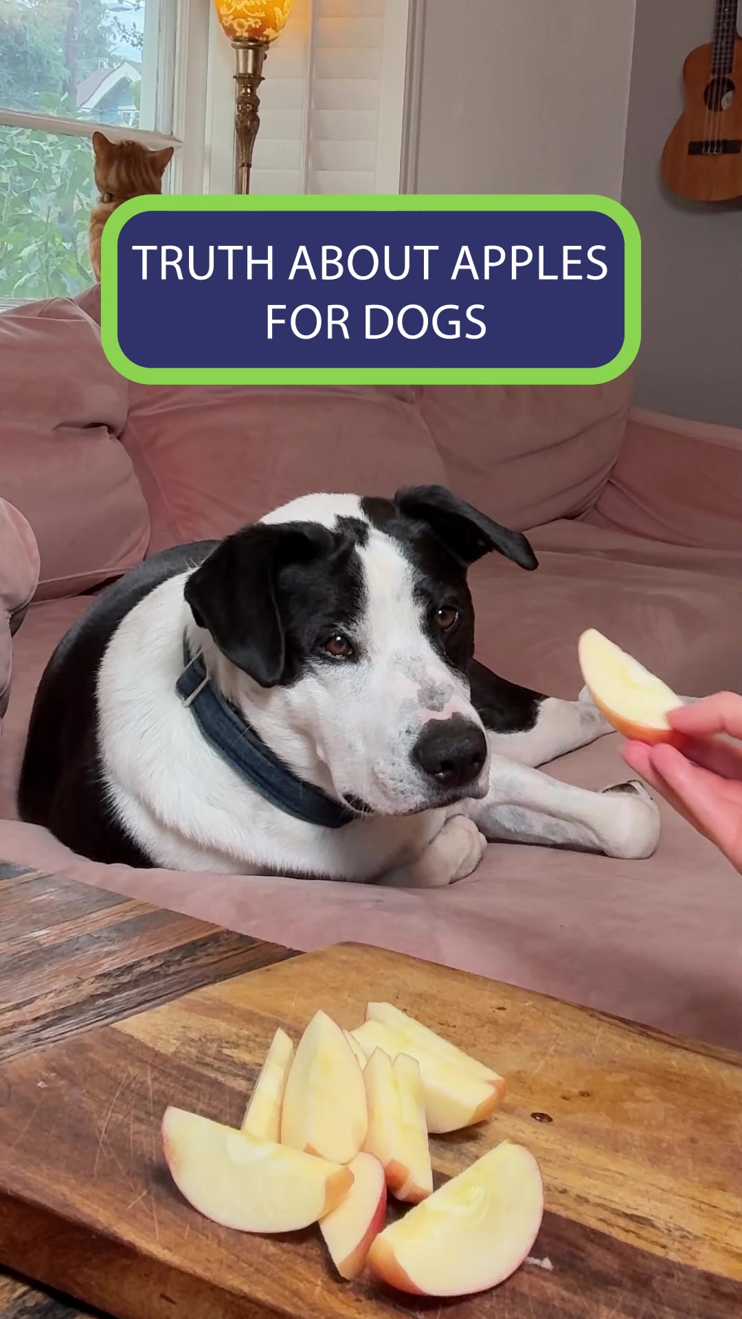 Truth About Apples for Dogs