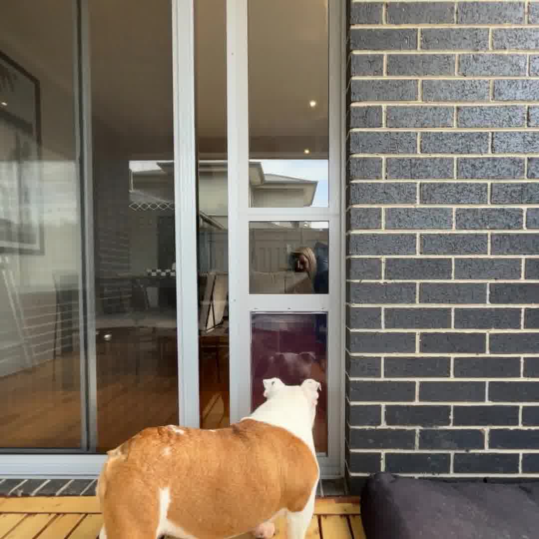 Tired of playing doorman for your pet? 😅
Give them the freedom they deserve (and reclaim yours!).
The La Luna Patio Pet Door installs in minutes - no tools, no trades.
Safe, weather-tight, and designed for Aussie homes 🐾