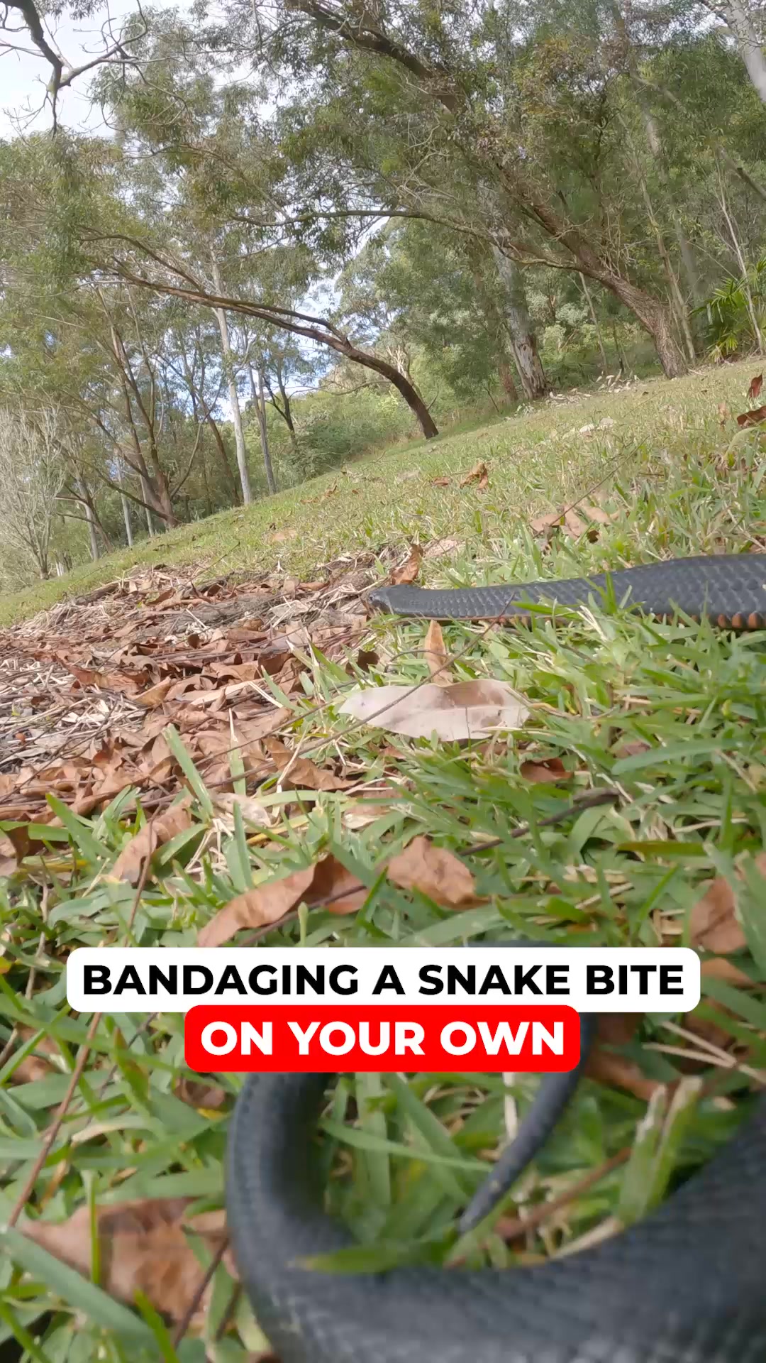 Bitten. Alone. Here’s what to do