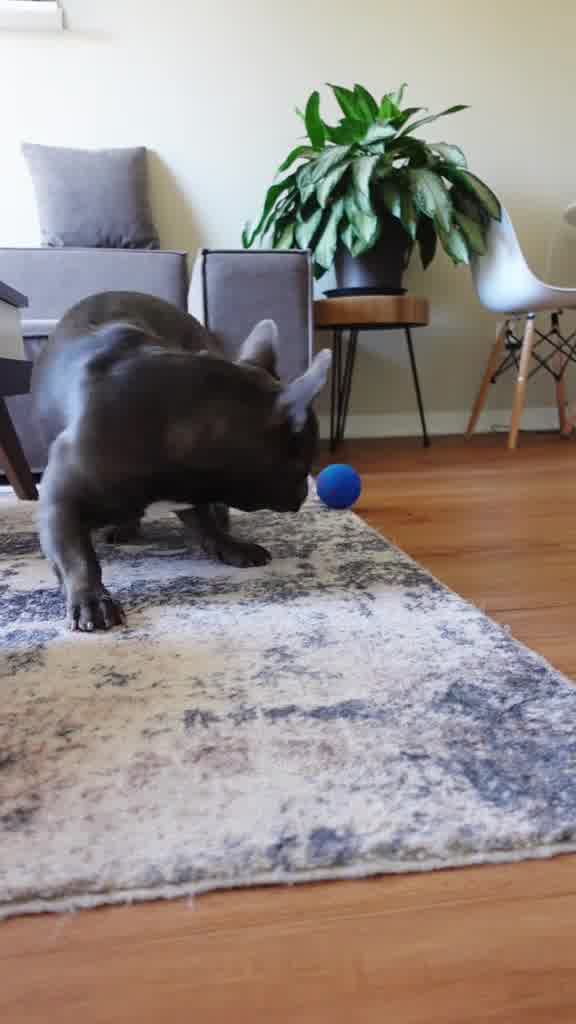 Stronger, Lighter, Bouncier. 🤩 Made from tough E-TPU, Wicked Ball Air is ready for endless playtime! Chew-resistant, pet-safe, and eco-friendly. 🐾🐕