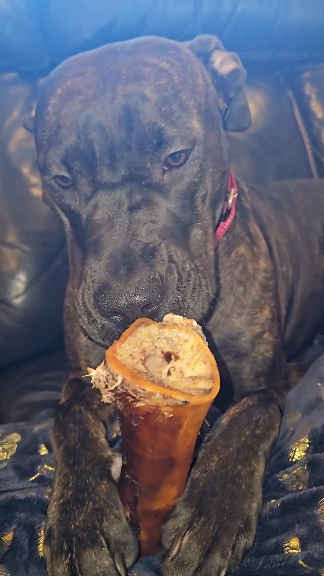 Our BONES never get boring!