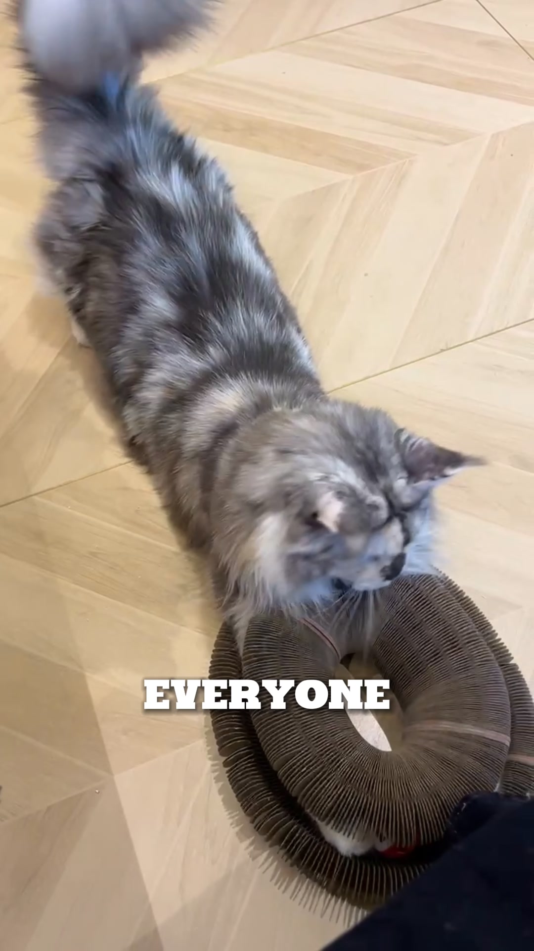 This cat parent’s wild idea changed everything