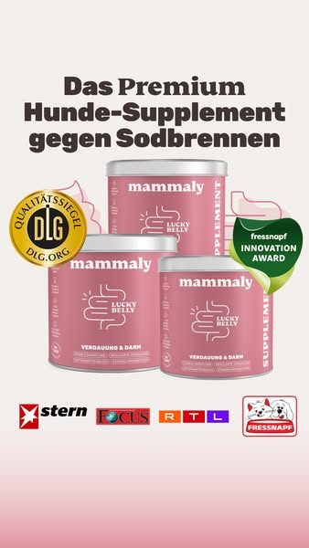 Bauchwohl-Snacks für Hunde 🐶