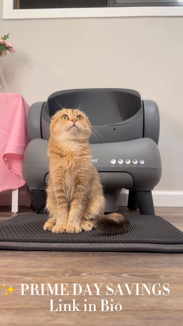 ✨ PRIME DAY DEAL ✨

Okay.. I have to talk about this litter box again. The Neakasa M1 Lite has seriously changed my life (and Sakura’s 🌸)

We’ve been using it for awhile now and it still impresses me every single day- it’s sleek, quiet, and makes our home feel so much fresher.

💥 Amazon Prime Deal is live! From 10/07 - 10/08. It’s $180 off right now 💥 

✨ If you’ve been waiting to upgrade, now’s the time to grab yours! @aria_neakasa 
Because a clean litter box = a happy cat and a happy hooman 

✨ Check the link in my bio for more information. Discount code is SAKURA for 10% off! 🏷️ 🌸
.
.
.
#neakasa #primedaydeal #smartlitterbox #catmomlife #sakurathescottishfold #amazonfinds #catcare #neakasam1lite
