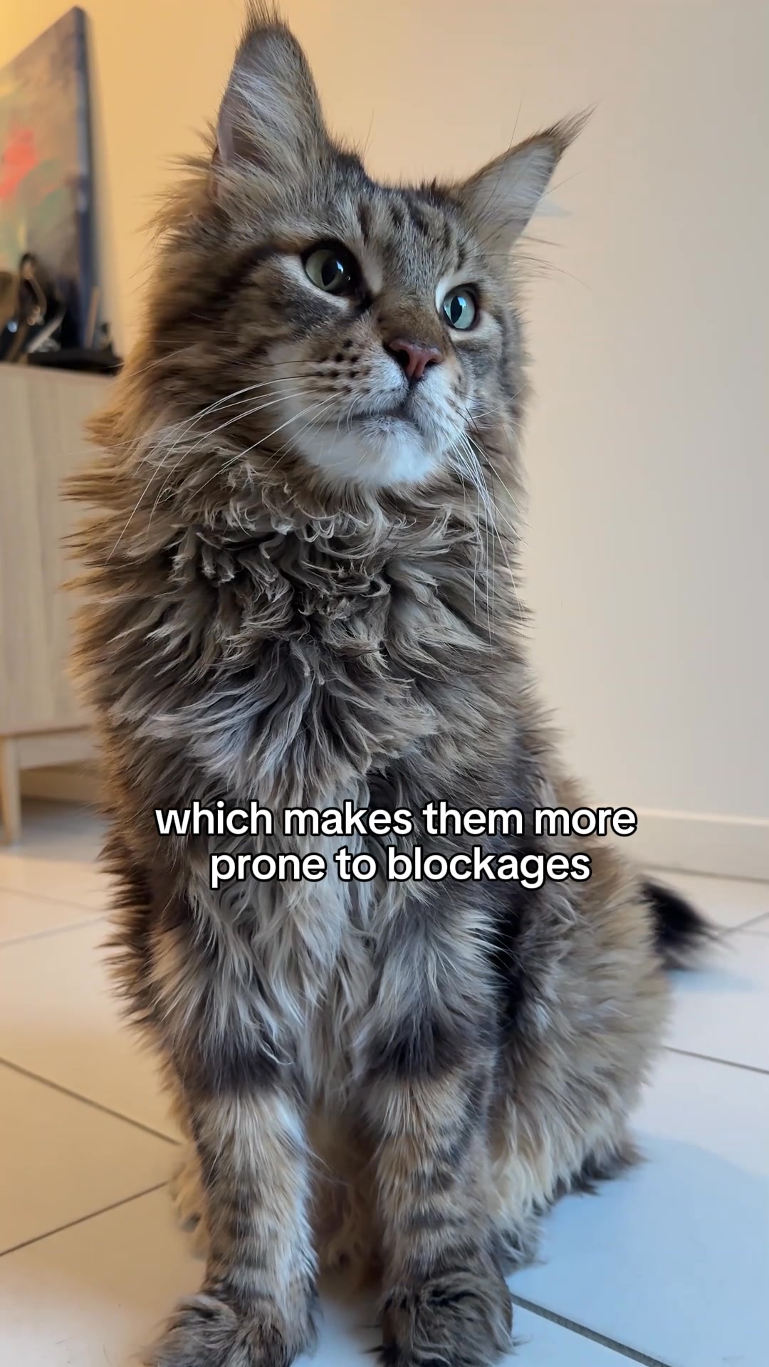 Does your cat struggle with UTIs?