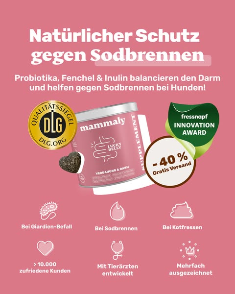 Bauchwohl-Snacks für Hunde 🐶