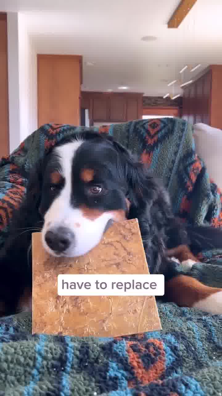 Healthy Treats = Happy Pup🐶💕