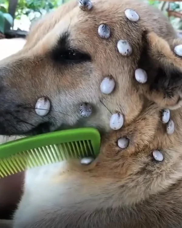 🐕 Tired of monthly flea treatments?