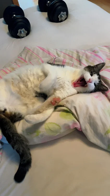 Anzeige • Was ist Feliway?
#Feliway ist eine synthetisch hergestellte Kopie der verschiedenen Pheromone, die Katzen abgeben. Deshalb hat es dieselbe positive Wirkung wie die natürlichen Pheromone und gibt der Katze ebenfalls ein beruhigendes und sicheres Gefühl.

• Feliway Classic verbreitet eine Kopie des Gesichtspheromons von Katzen. Dieses Produkt bietet Unterstützung in stressigen Situationen. Es sorgt für ein vertrautes und sicheres Gefühl und kann bei ungewünschtem Verhalten wie dem Kratzen an Möbeln, Markierverhalten, Angst (beispielsweise vor Feuerwerk oder lauten Geräuschen), einem Tierarztbesuch, bei Umzug/Renovierung/Umbau, Familienzuwachs und dergleichen eingesetzt werden.

#Katze #Katzen #Haustier
