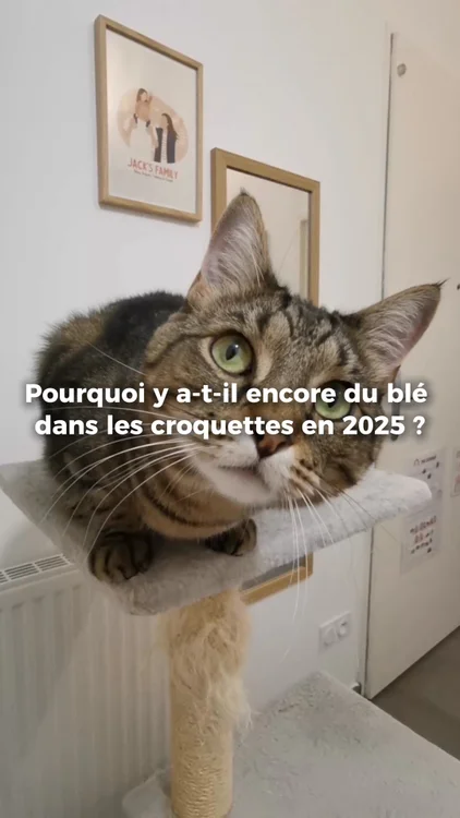 🇫🇷 Petfood bio made in France