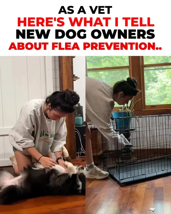 🐕 Tired of monthly flea treatments?